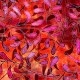 QT FABRICS - TROPICALIA par Dan Morris 28191.R Leaf Vine Red
